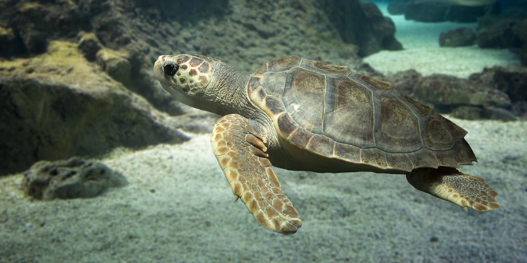 Marineland Hotel Antibes Eksteriør billede