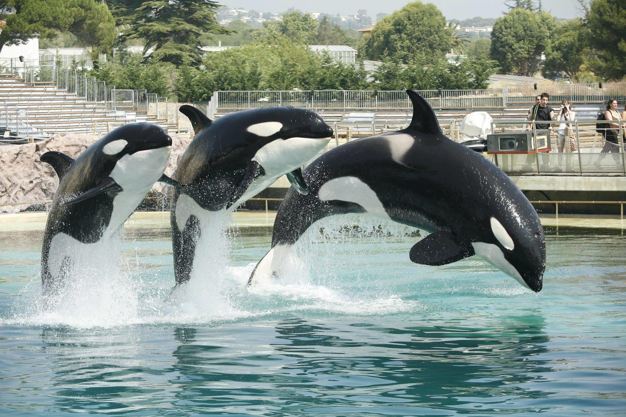 Marineland Hotel Antibes Eksteriør billede