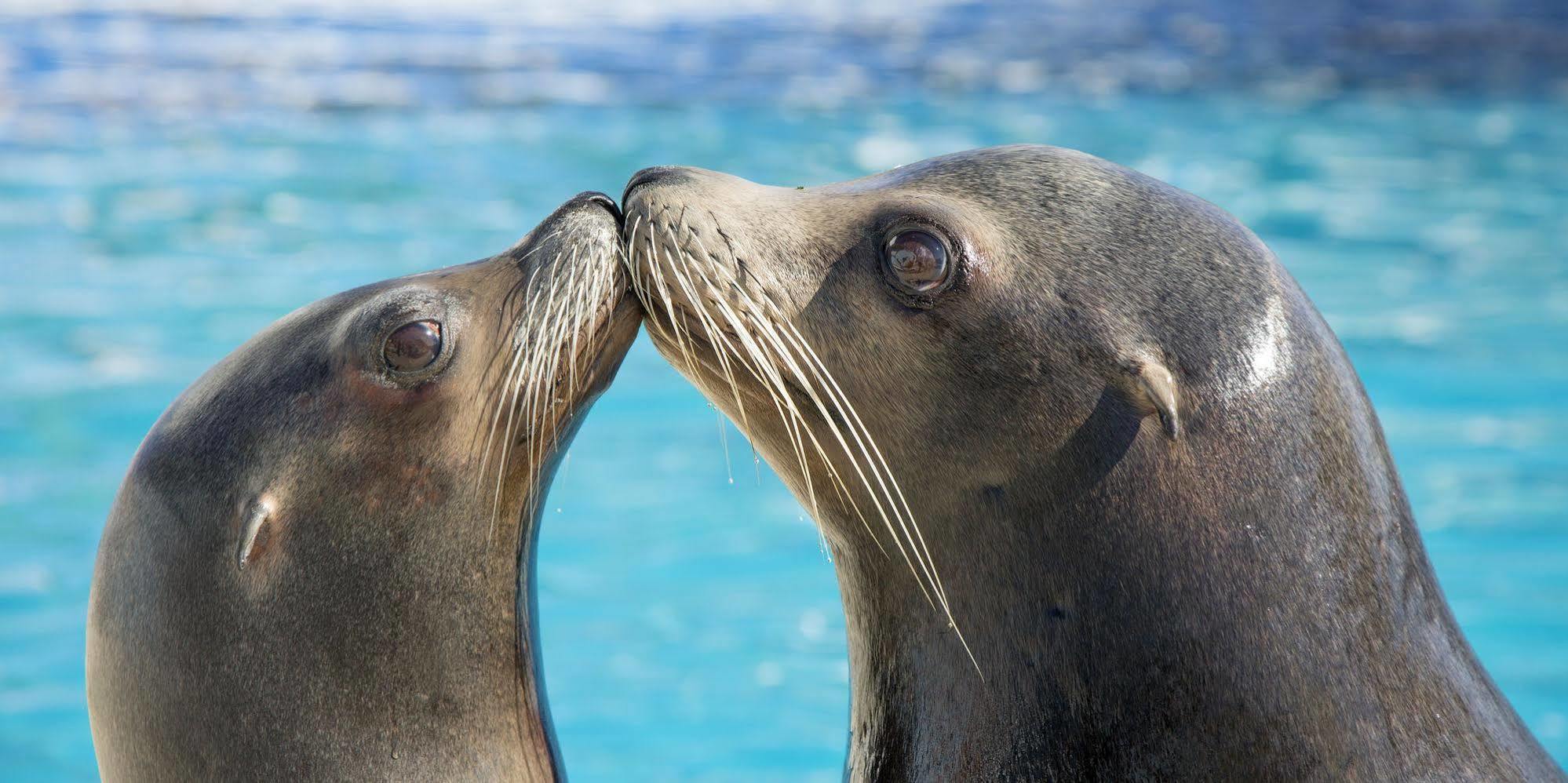 Marineland Hotel Antibes Eksteriør billede